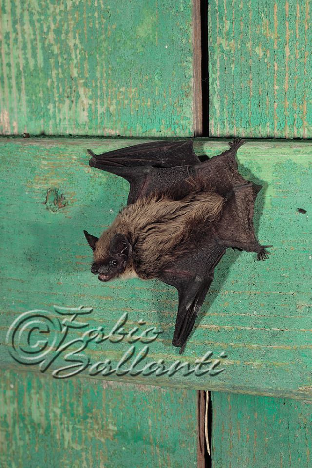 Pipistrello di Savi, Hypsugo savii